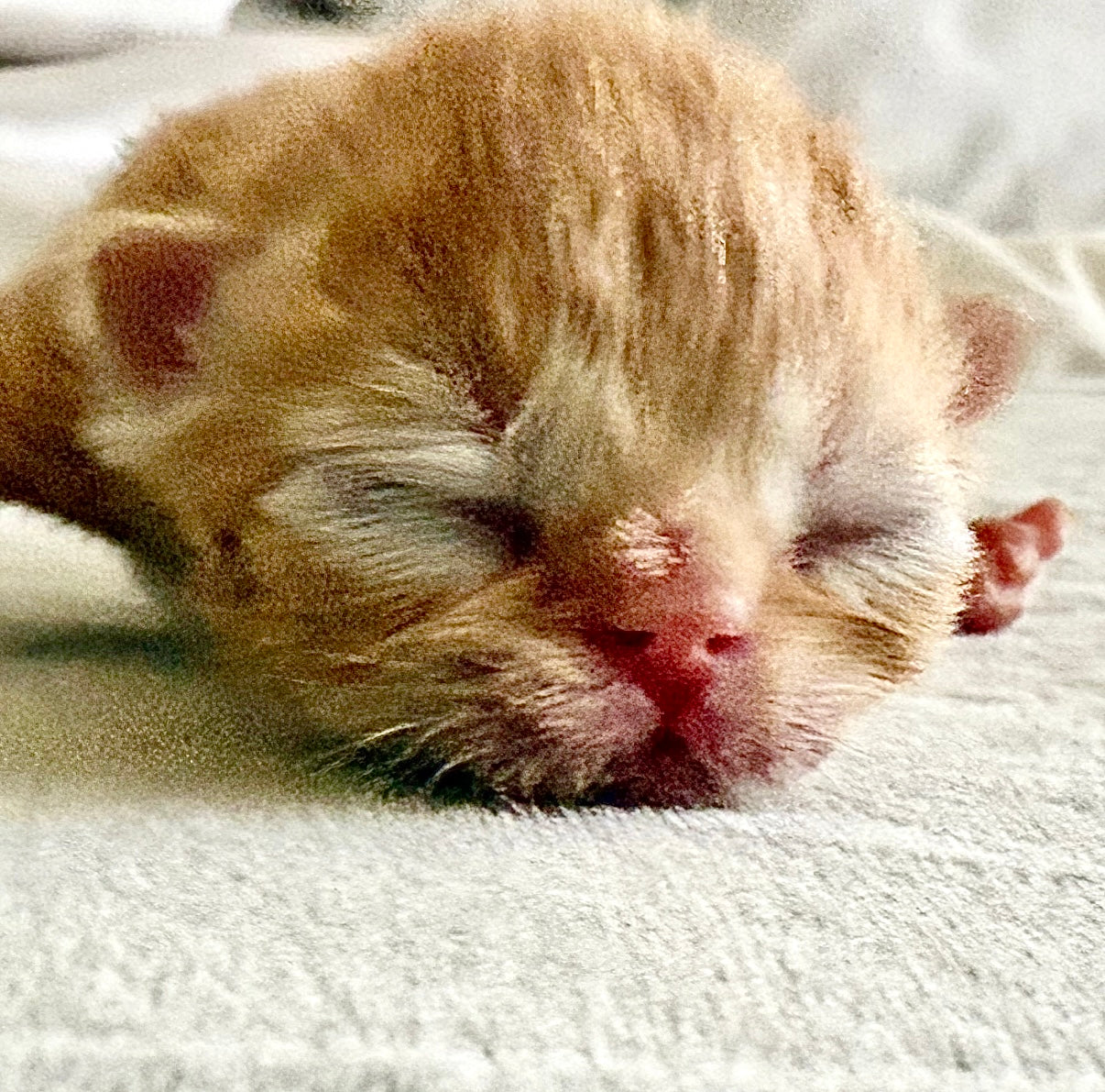•RESERVED• Therapy Companion Pancake. She will be delivered to a very special new home in October! *Unlike other Persian kittens, our ESAs May Not Be Entered in Exhibits or Shows* DISCOUNTS AVAILABLE for qualified patients