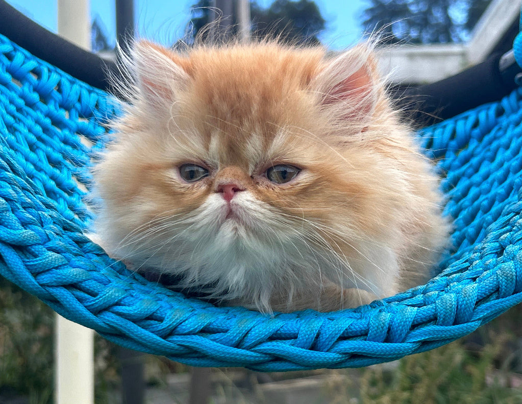 ESA Therapy Companion -Smush is DELIVERED !!! (See Instagram for videos and updates on Smushball @PurrEmotion)