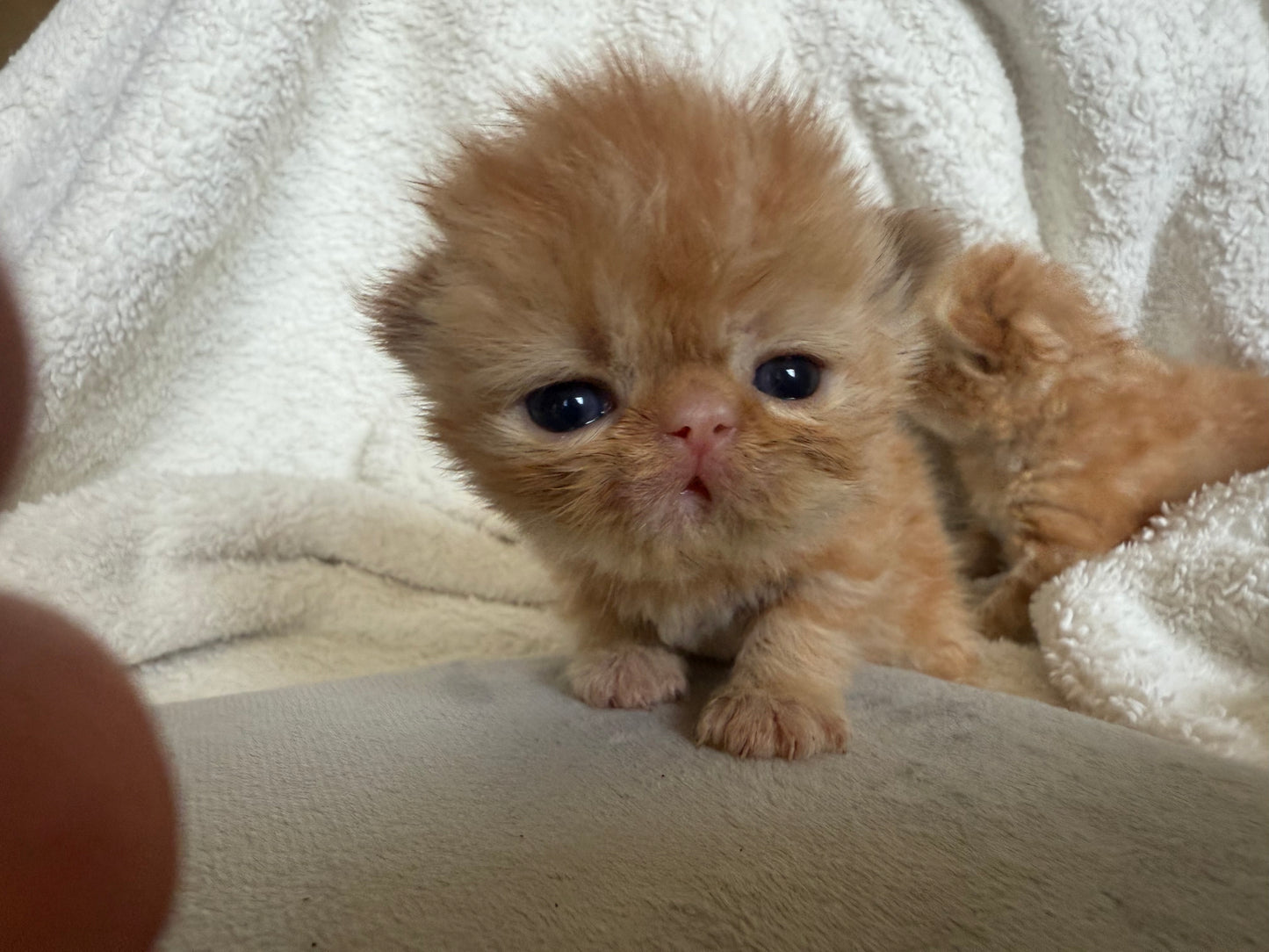 •RESERVED• Therapy Companion Pancake. She will be delivered to a very special new home in October! *Unlike other Persian kittens, our ESAs May Not Be Entered in Exhibits or Shows* DISCOUNTS AVAILABLE for qualified patients