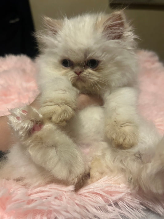 ESA Therapy Companion-Snow Foxy is RESERVED FOR DELIVERY  *Unlike other Persian kittens, our ESAs May Not Be Entered in Exhibits or Shows* DISCOUNTS AVAILABLE for qualified patients