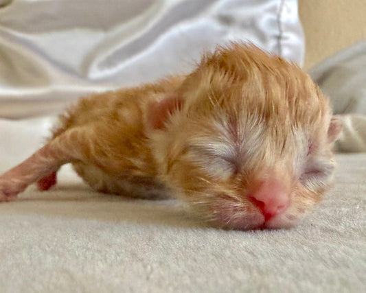 •RESERVED• ESA Therapy Companion- Waffle. She will be picked up in October by an awesome family roadtripping over to us in the Redwoods *Unlike other Persian kittens, our ESAs May Not Be Entered in Exhibits or Shows*