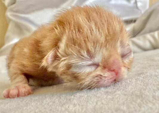•RESERVED• ESA Therapy Companion PotatoChippy- He will be delivered in October *Unlike other Persian kittens, our ESAs May Not Be Entered in Exhibits or Shows*