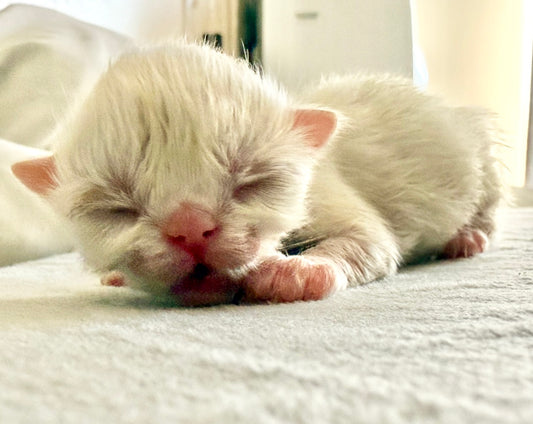 •RESERVED• ESA Therapy Companion Ice Cream Dream- she will be delivered in October *Unlike other Persian kittens, our ESAs May Not Be Entered in Exhibits or Shows*