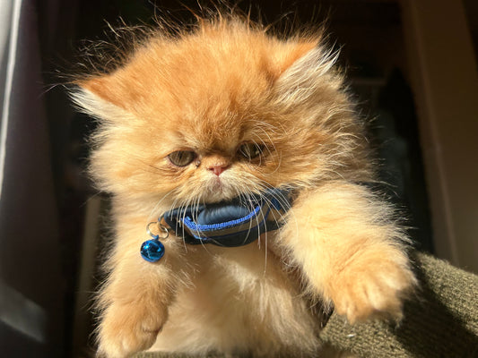 ESA Therapy Companion -This Chicken Nugget has been DELIVERED !!!  Unlike other Persian kittens, our ESAs May Not Be Entered in Exhibits or Shows *DISCOUNTS AVAILABLE for qualified patients