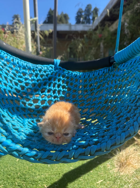 •RESERVED• Therapy Companion Fries. She will be delivered to a very special new home in October!   *Unlike other Persian kittens, our ESAs May Not Be Entered in Exhibits or Shows* DISCOUNTS AVAILABLE for qualified patients