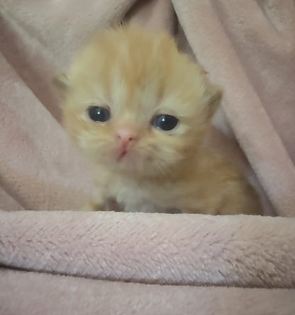 •RESERVED• Therapy Companion Pancake. She will be delivered to a very special new home in October!   *Unlike other Persian kittens, our ESAs May Not Be Entered in Exhibits or Shows* DISCOUNTS AVAILABLE for qualified patients