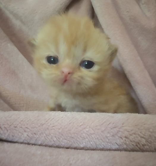 •RESERVED• Therapy Companion Pancake. She will be delivered to a very special new home in October!   *Unlike other Persian kittens, our ESAs May Not Be Entered in Exhibits or Shows* DISCOUNTS AVAILABLE for qualified patients