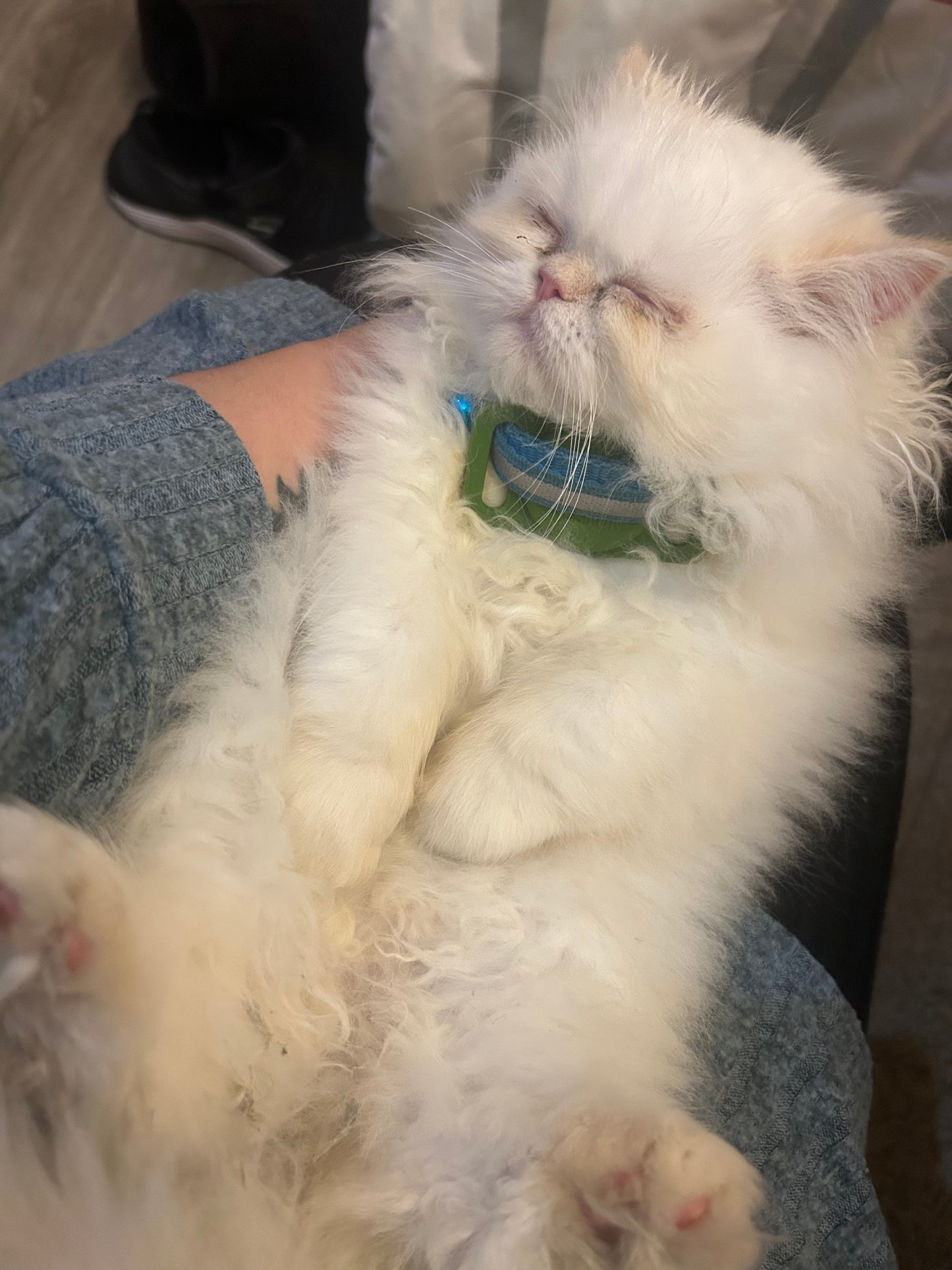 ESA Therapy Companion -This is Snowflake.  SHE HAS BEEN DELIVERED ! She’s the biggest lover, a true emotional support companion and one of our fluffiest.