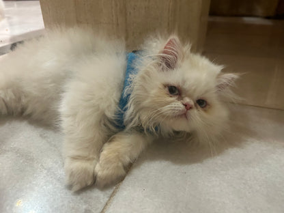 ESA Therapy Companion -This is Snowflake.  SHE HAS BEEN DELIVERED ! She’s the biggest lover, a true emotional support companion and one of our fluffiest.