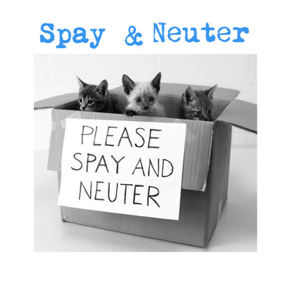 NEUTER PROCEDURE