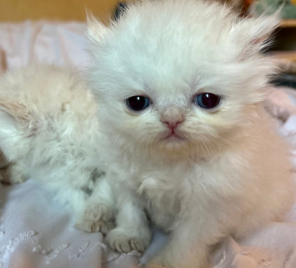 ESA Therapy Companion -This is Snowflake.  SHE HAS BEEN DELIVERED ! She’s the biggest lover, a true emotional support companion and one of our fluffiest.