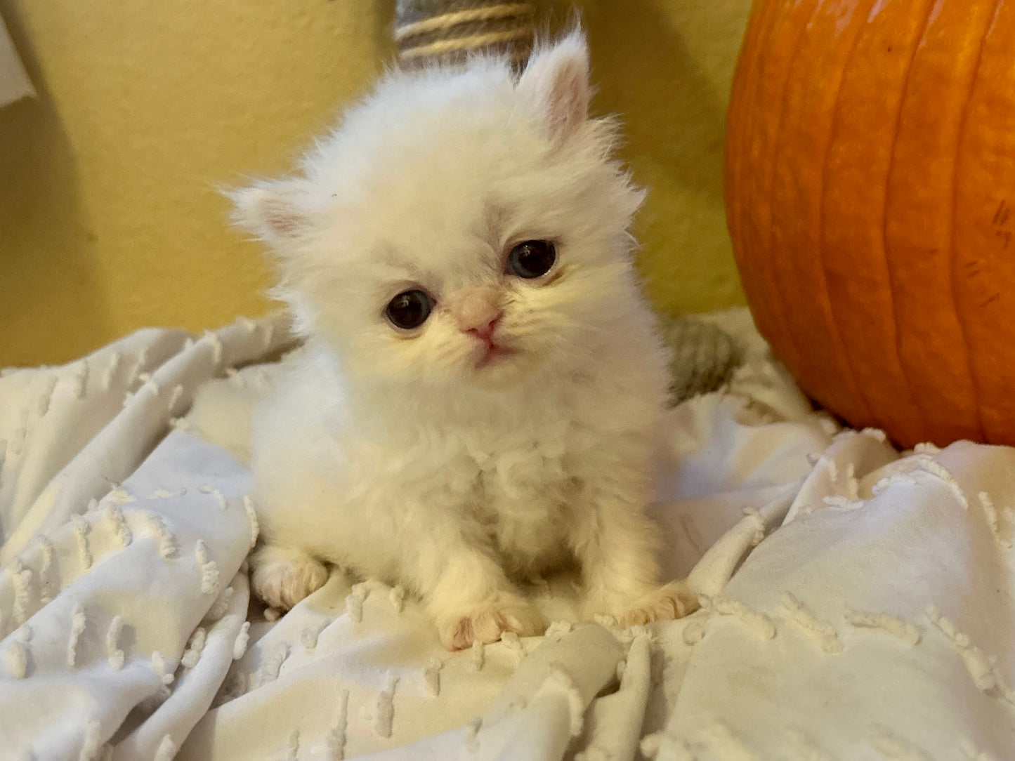 ESA Therapy Companion -This is Snowflake.  SHE HAS BEEN DELIVERED ! She’s the biggest lover, a true emotional support companion and one of our fluffiest.